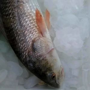 Meet your Posher, Rick